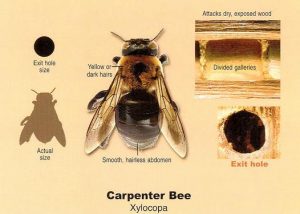 carpenter-bees