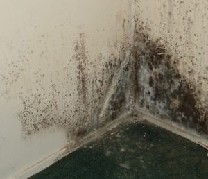 Mold in Pittsburgh
